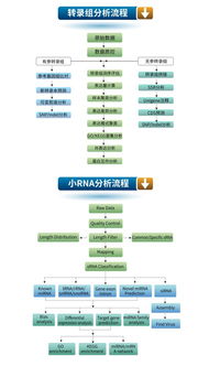 生工生物優質技術服務推薦 高通量測序與轉錄組、小RNA分析